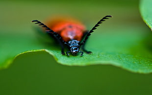 photo of Ladybug on leaf